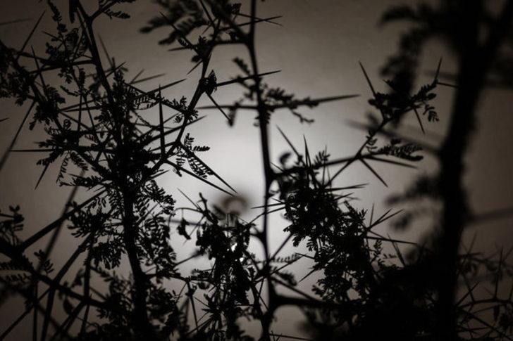 &quot;Ziraat dikeni&quot;nden kürdan üretiyor G1