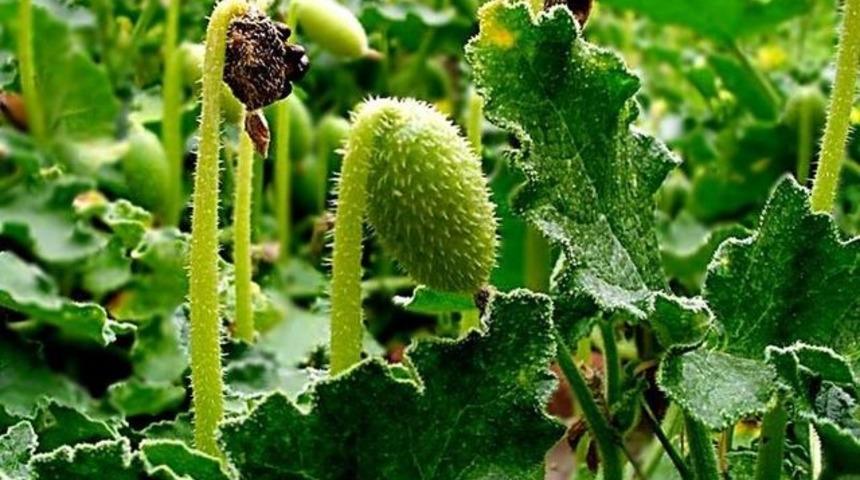 Pankreas Kanserine Karşı Umut Işığı: Acı Kavun!