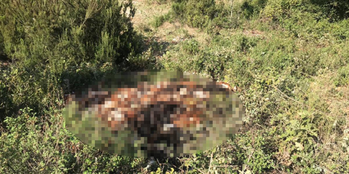 K&ouml;t&uuml; koku ihbarıyla ortaya &ccedil;ıktı! Binlercesi b&ouml;yle bulundu