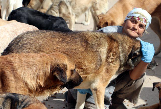 Bakımını yaptığı köpekleri, sözleşme ile sahiplendiriyor