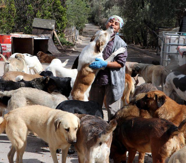 Bakımını yaptığı köpekleri, sözleşme ile sahiplendiriyor