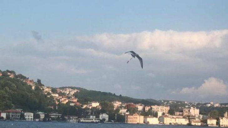 Ayağına olta şamandırası takılan martının çaresiz çırpınışı yürek burktu G1