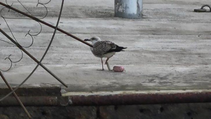 Ayağına olta şamandırası takılan martının çaresiz çırpınışı yürek burktu G2