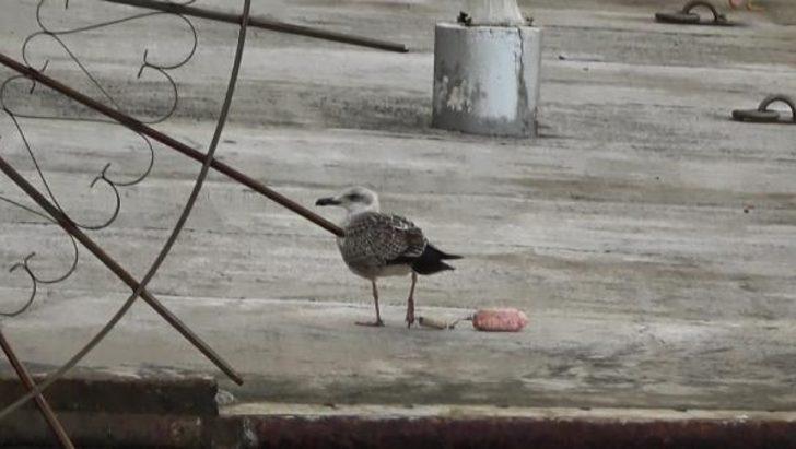 Ayağına olta şamandırası takılan martının çaresiz çırpınışı yürek burktu G3