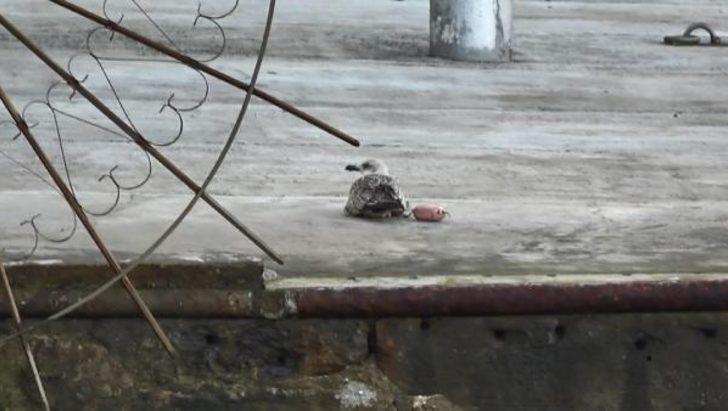 Ayağına olta şamandırası takılan martının çaresiz çırpınışı yürek burktu G4