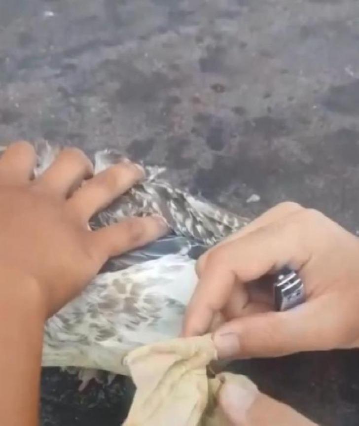 Ayağına olta şamandırası takılan martının çaresiz çırpınışı yürek burktu G5