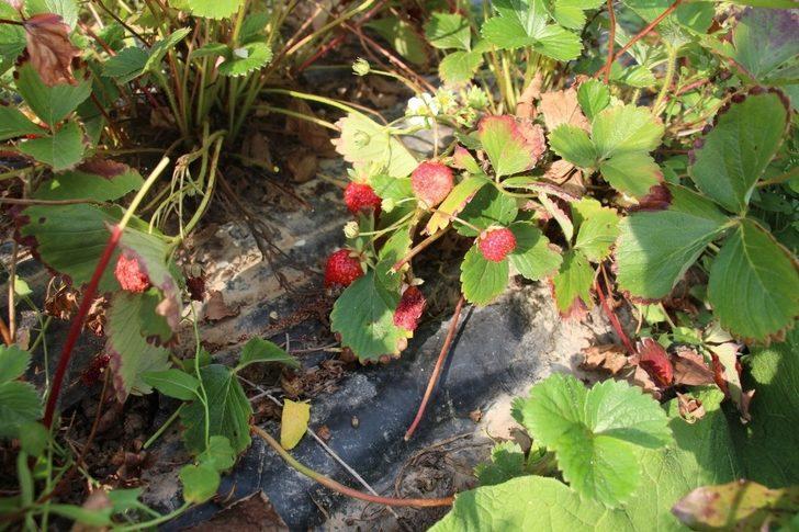 Oltu’da çilek hasadı devam ediyor G1