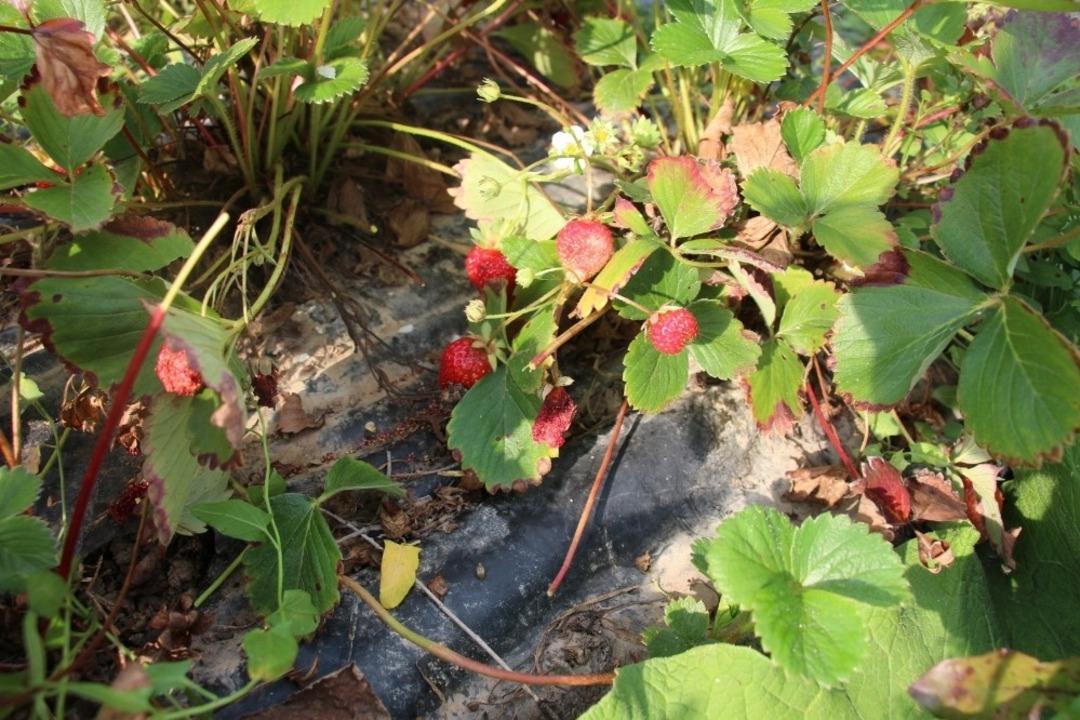 Oltu&rsquo;da &ccedil;ilek hasadı devam ediyor