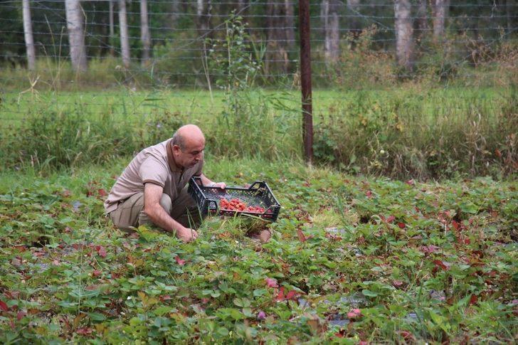 Oltu’da çilek hasadı devam ediyor G2
