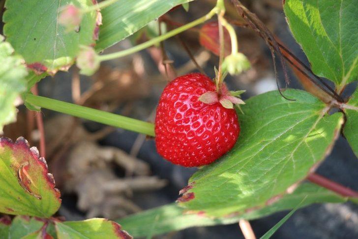 Oltu’da çilek hasadı devam ediyor G3