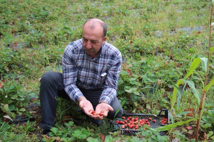 Oltu’da çilek hasadı devam ediyor G4