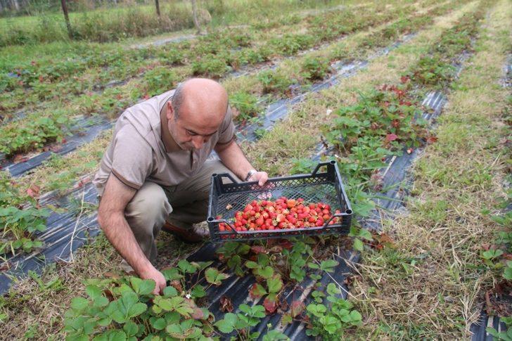 Oltu’da çilek hasadı devam ediyor G5