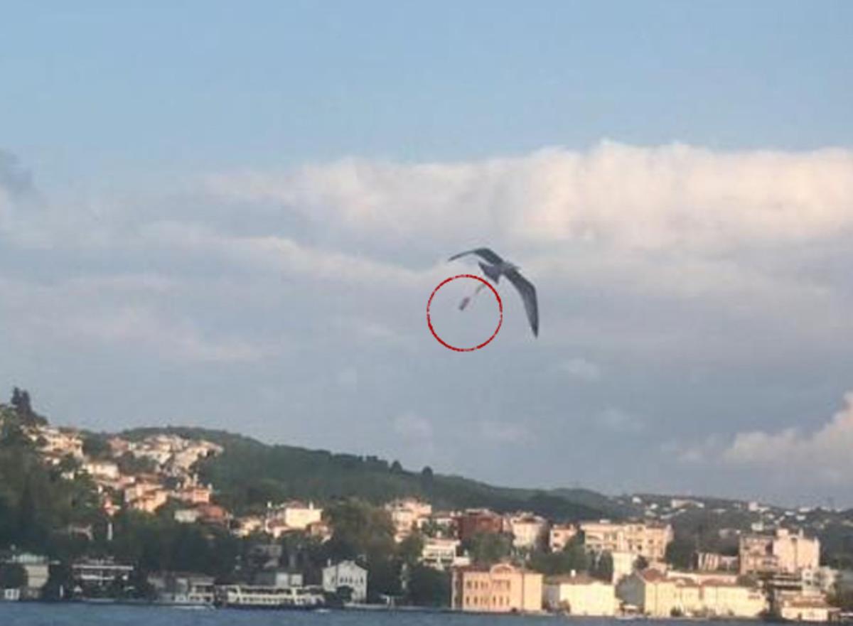 Ayağına olta şamandırası takılan martının &ccedil;aresiz &ccedil;ırpınışı y&uuml;rek burktu