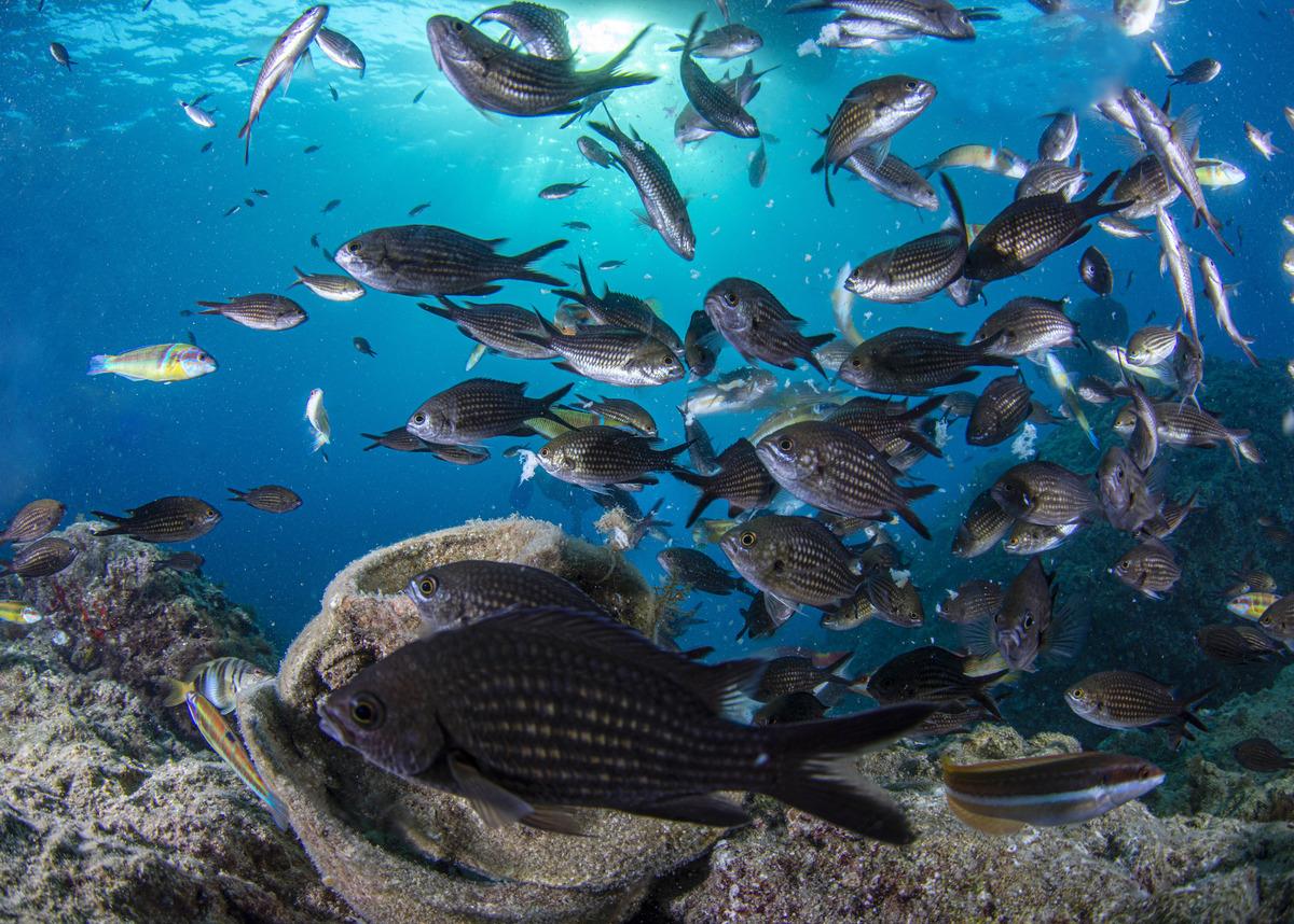Kemer'in gizemli d&uuml;nyası sualtıseverlerin uğrak noktası