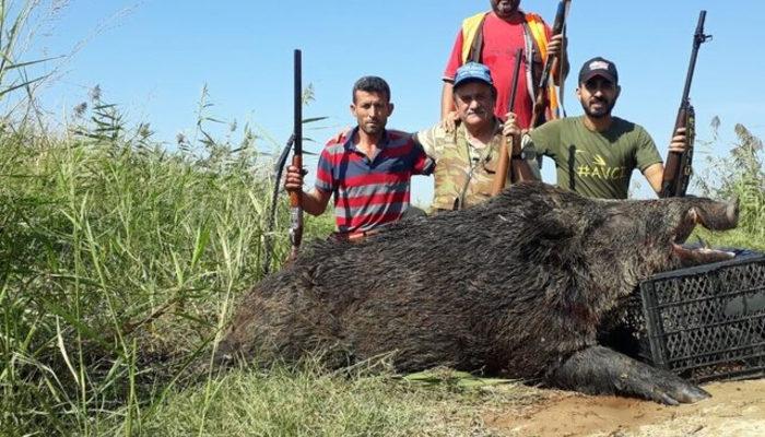 Aydın'da vurulan domuz 300 kilonun üzerinde çıktı