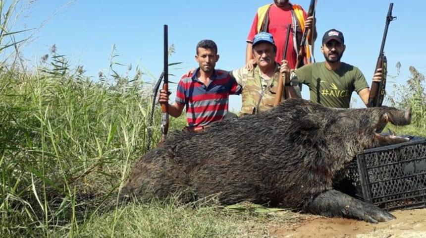 Aydın'da vurulan domuz 300 kilonun üzerinde çıktı
