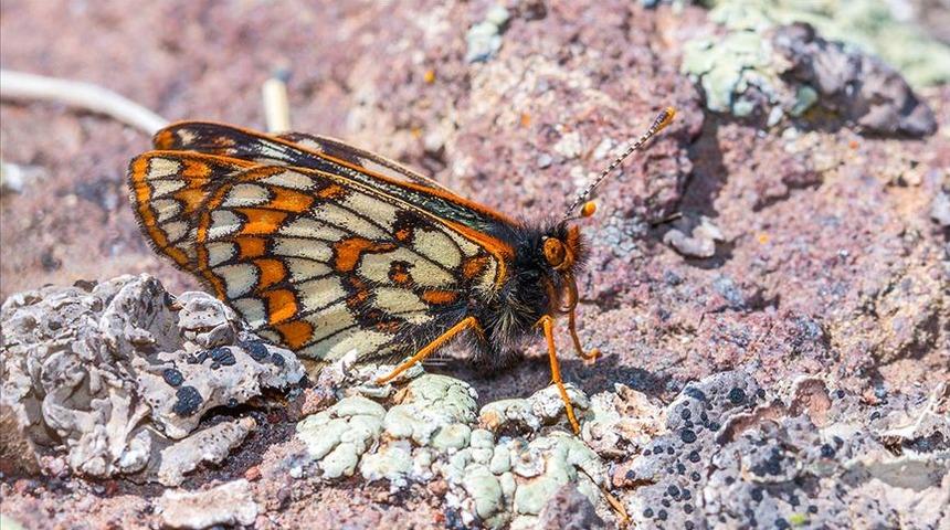'Kuzeyli Nazuğum' 50 yıl sonra yeniden görüntülendi! 