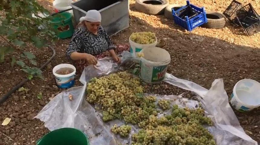 Siirt’te organik pekmez yapımına devam ediliyor