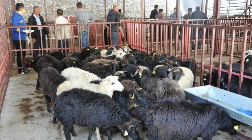 Gümüşhane’de genç çiftçilere küçükbaş hayvanları dağıtıldı