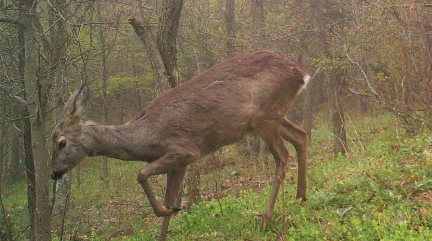 Karacalar fotokapanda
