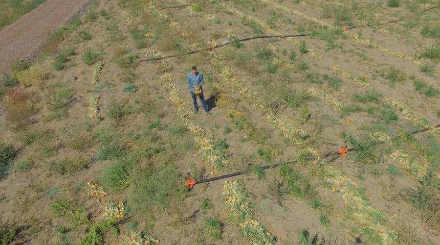 Kayseri&rsquo;de ilk defa soğan eken &ccedil;ift&ccedil;i Yılmaz: "4 ila 7 ton arasında verim bekliyoruz"
