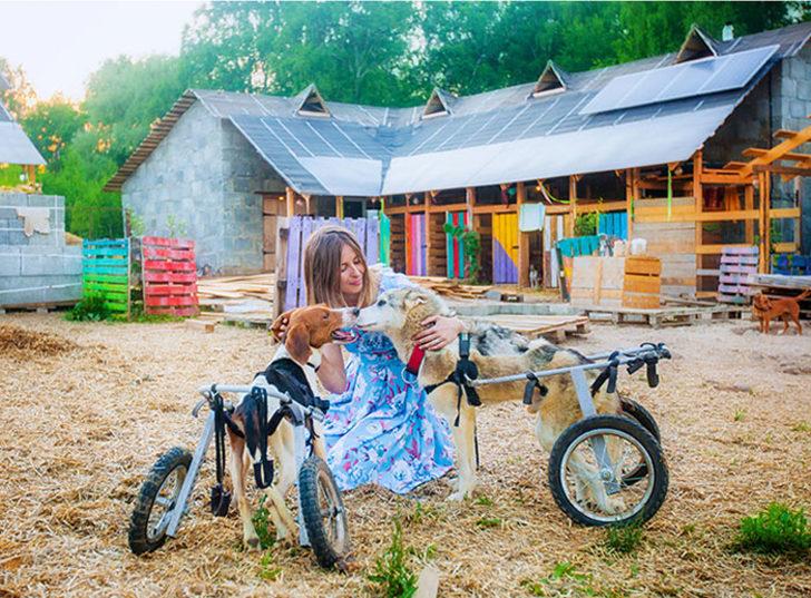 Tüm kariyerini bir kenara atıp 100 köpekle ormana yerleşti! G2