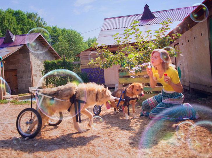 Tüm kariyerini bir kenara atıp 100 köpekle ormana yerleşti! G3