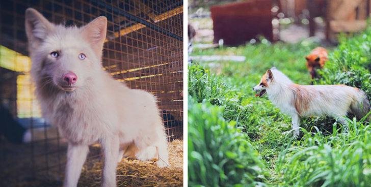 Tüm kariyerini bir kenara atıp 100 köpekle ormana yerleşti! G5