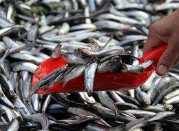 Bugün en yüksek fiyatını gördü, esnaf bir daha fiyatı düşmez dedi! Kilosu 150 lira ama stresi azaltıyor