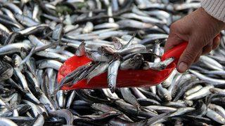 Bugün en yüksek fiyatını gördü, esnaf bir daha fiyatı düşmez dedi! Kilosu 150 lira ama stresi azaltıyor