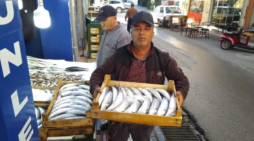 Palamudun tanesi 35 liradan satışa sunuldu