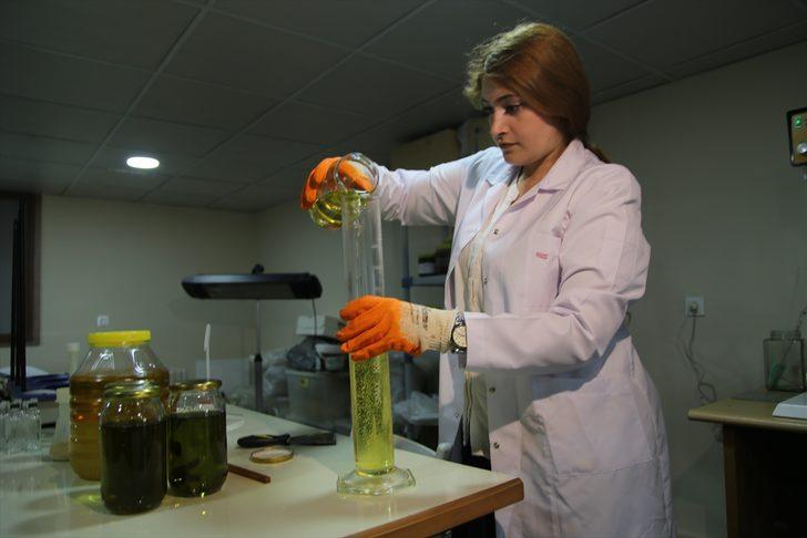 Şanlıurfa isotundan sabun yapıldı G1