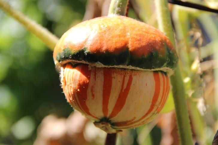Bir buçuk dönüm alanda bin bir çeşit ürün yetiştiriyor! Görüntüler şaşırtıyor G2