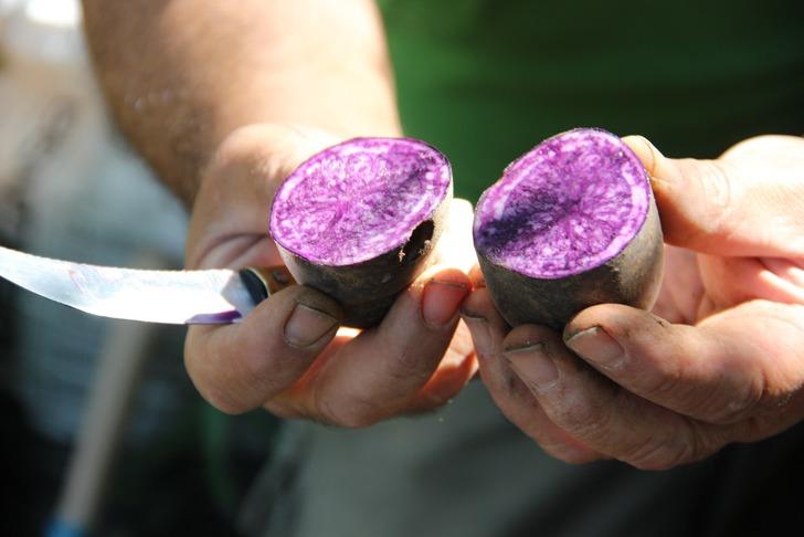 Bir buçuk dönüm alanda bin bir çeşit ürün yetiştiriyor! Görüntüler şaşırtıyor G3