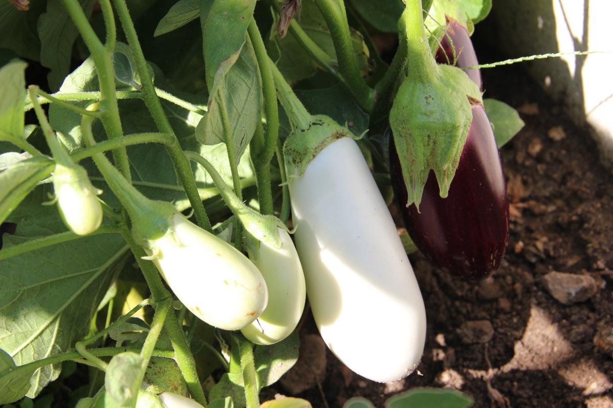 Bir bu&ccedil;uk d&ouml;n&uuml;m alanda bin bir &ccedil;eşit &uuml;r&uuml;n yetiştiriyor! G&ouml;r&uuml;nt&uuml;ler şaşırtıyor