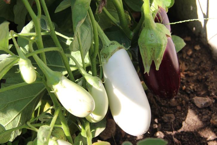 Bir buçuk dönüm alanda bin bir çeşit ürün yetiştiriyor! Görüntüler şaşırtıyor G4