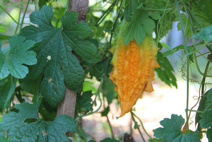 Bir buçuk dönüm alanda bin bir çeşit ürün yetiştiriyor! Görüntüler şaşırtıyor G5