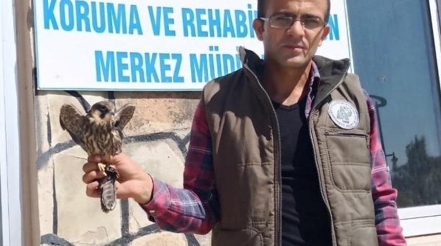 Yaralı Delice Doğan tedavi altına alındı