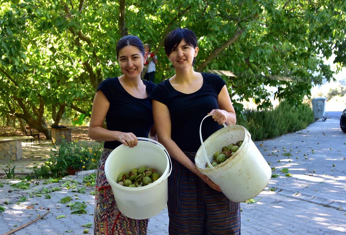 Kariyerlerinden vazge&ccedil;en iki kız kardeş ceviz &uuml;reticisi oldu