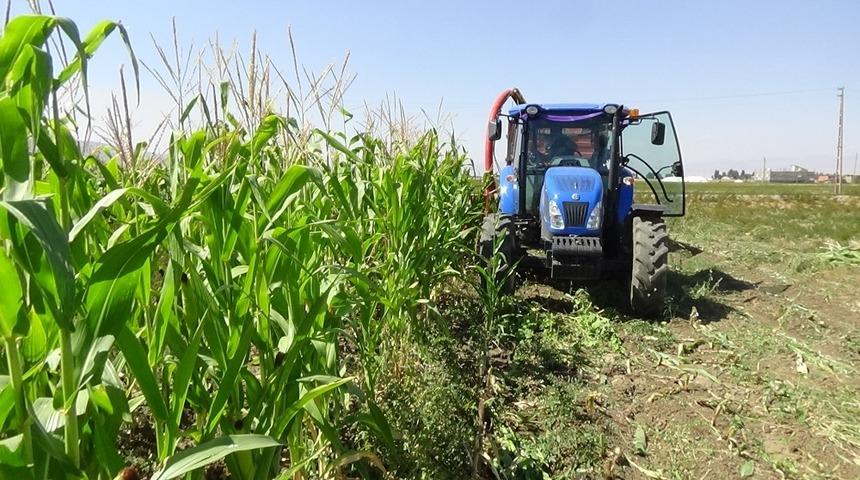 Muş&rsquo;ta &rsquo;silajlık mısır&rsquo; hasadı