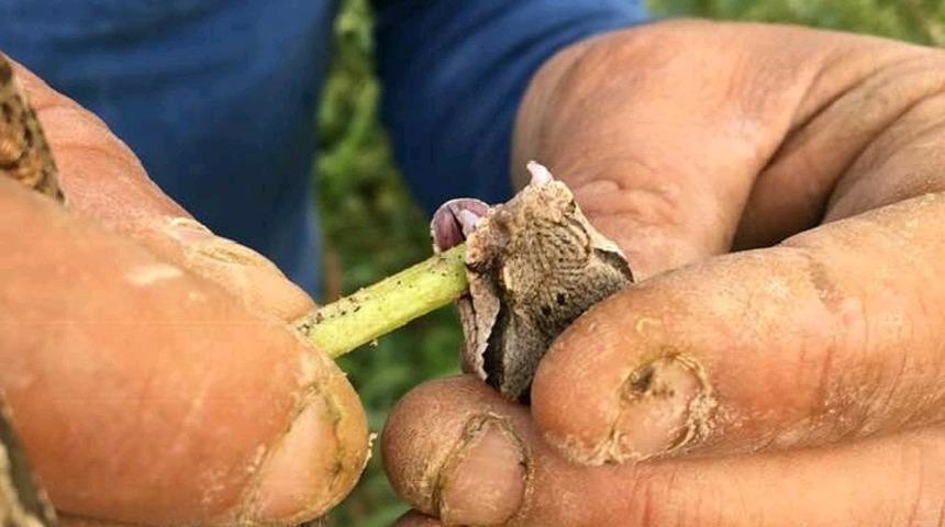 Bilecik&rsquo;te engerek yılanı g&ouml;r&uuml;ld&uuml;