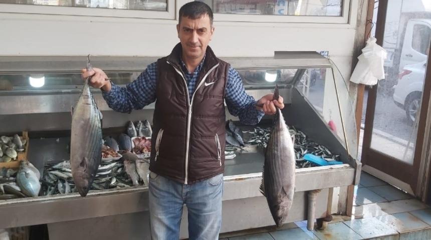 Torik 150 liradan tezgahlarda