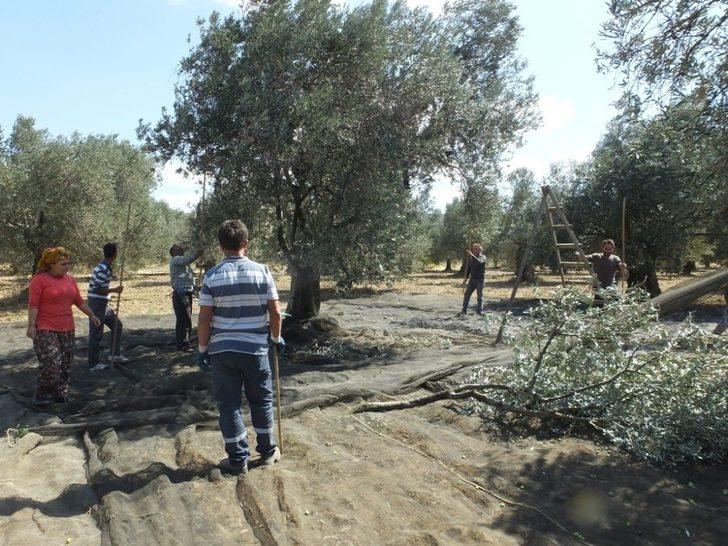 Zeytin hasadına başlandı G3