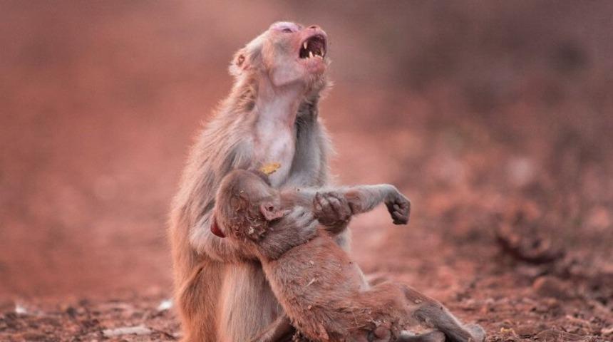 Anneliği Anlatan En İyi Fotoğraf: Yavrusunun Başında Ağlayan Anne Maymun