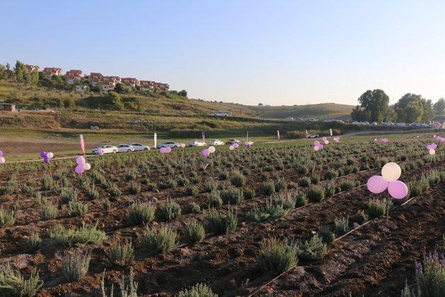 Adana’da lavanta üretimi artıyor