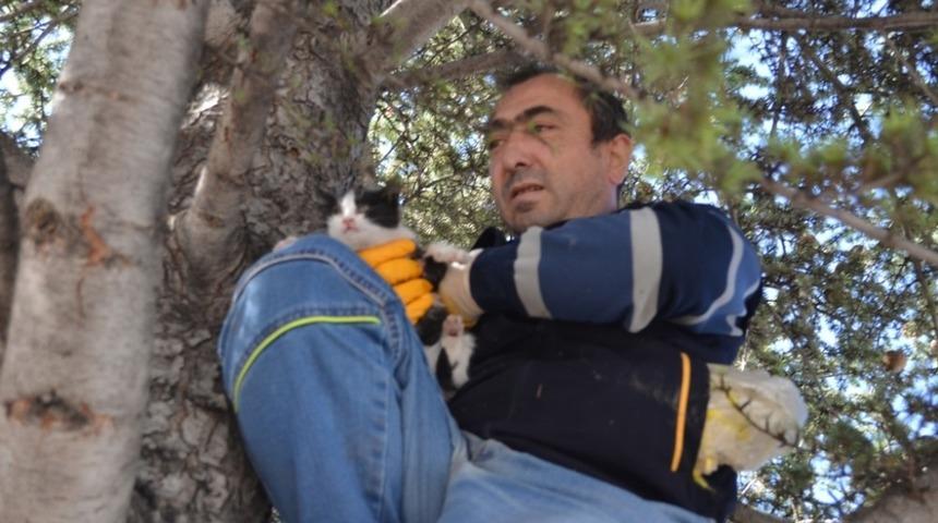 Ağa&ccedil;ta mahsur kalan yavru kedi itfaiye ekiplerince kurtarıldı