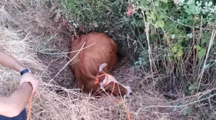 Bataklığa saplanan inek iş makinesi yardımı ile kurtarıldı