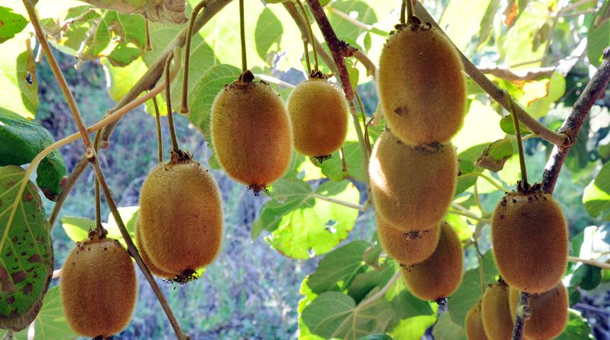 Antalya'da turfanda kivi hasadı başladı