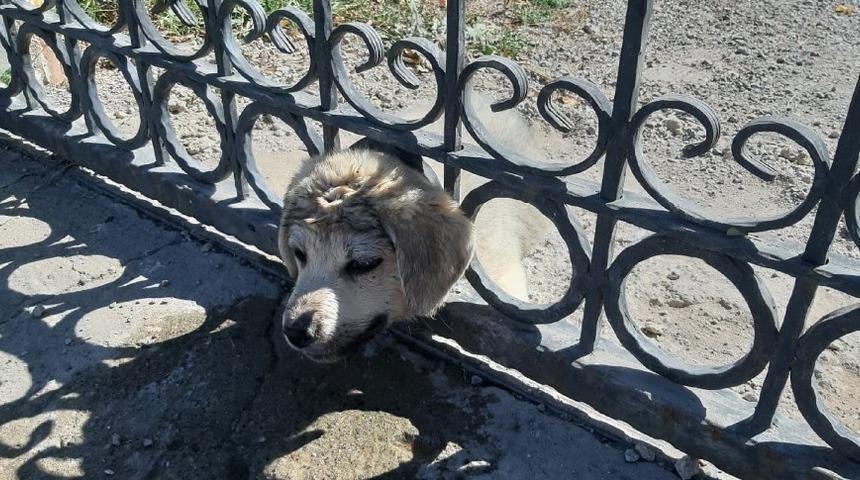 Kafası demir korkuluklara sıkışan yavru k&ouml;pek kurtarıldı