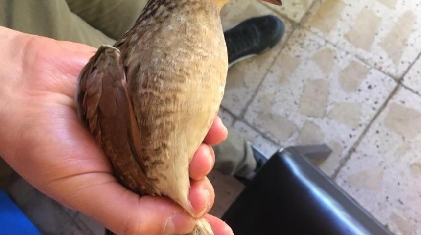 Kılavuz bıldırcın kuşu yorgun d&uuml;şt&uuml;